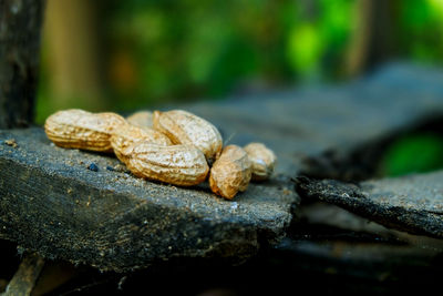 Close-up of lizard on rock