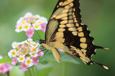 Close-up of butterfly pollinating on flower