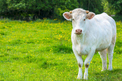 Portrait of a horse on field