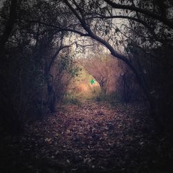 Trees in forest during autumn