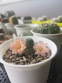 Close-up of potted cactus flower pot on table