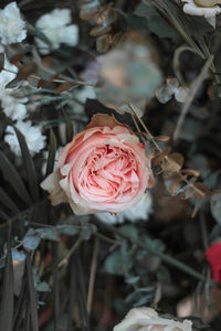 Close-up of rose roses