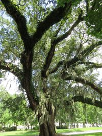 Low angle view of trees against sky