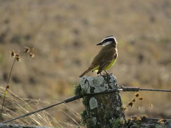 Close-up of bird perching on wood