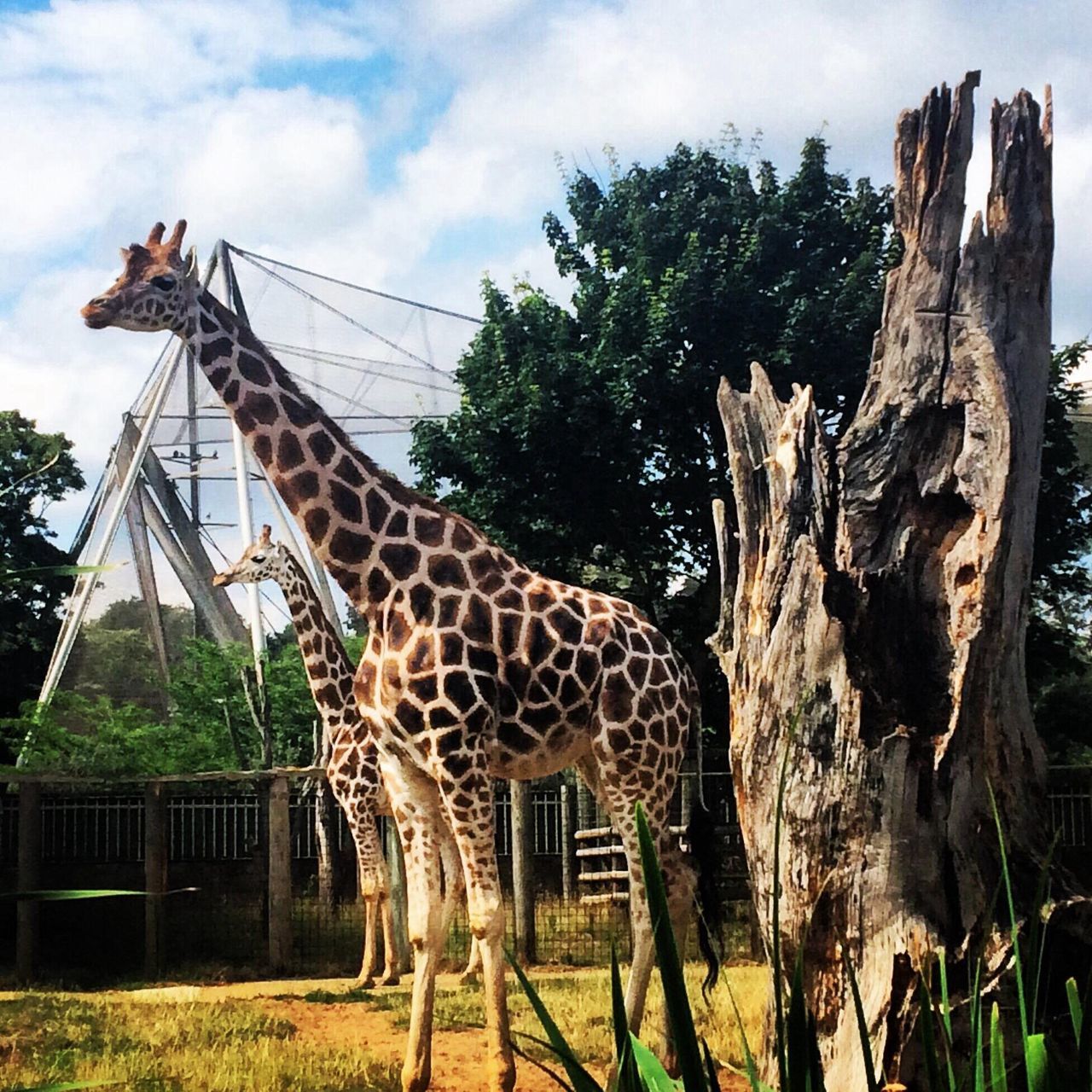 animal themes, sky, tree, mammal, one animal, giraffe, low angle view, cloud - sky, safari animals, animal markings, day, outdoors, wildlife, animals in the wild, built structure, nature, herbivorous, grass, field, no people