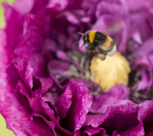 Close-up of bee pollinating on purple flower