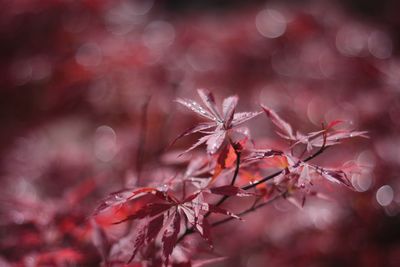 Close-up of red autumn tree