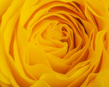 Close-up of yellow rose