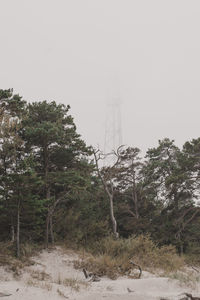 Low angle view of trees and tower in forest against sky