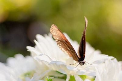 Close-up of butterfly pollinating on flower