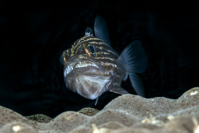 Close-up of jellyfish swimming in sea