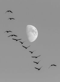 Low angle view of birds flying in sky