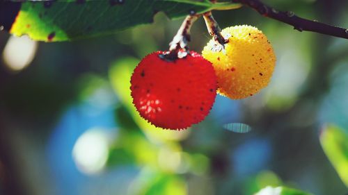 Close-up of strawberry hanging on tree