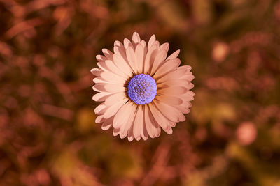 Close-up of purple daisy flower