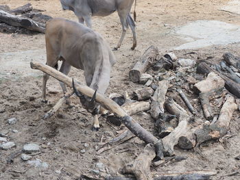 High angle view of animal on field