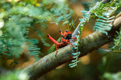 Red grasshopper on tree