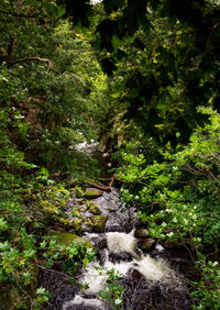 Scenic view of waterfall amidst trees in forest