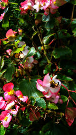 Close-up of pink flower