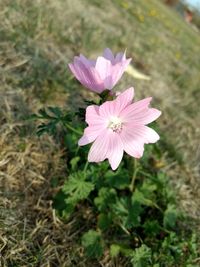 Close-up of pink flower on field