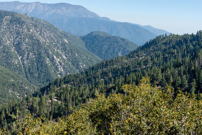 Scenic view of pine trees against sky