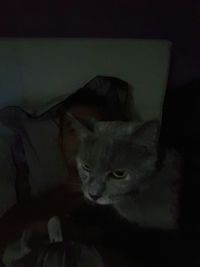 Portrait of cat lying on sofa