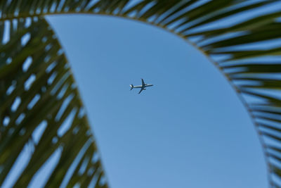 Passenger plane in blue sky and palm branch