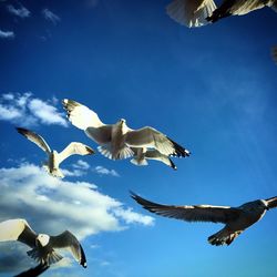 Low angle view of bird flying against sky