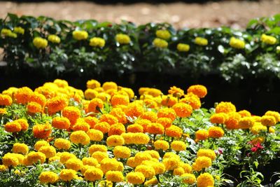 Close-up of yellow flowers blooming in field