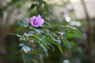 Close-up of pink flowering plant