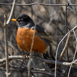 Close-up of bird perching on branch