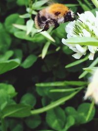 Close up of insect on plant