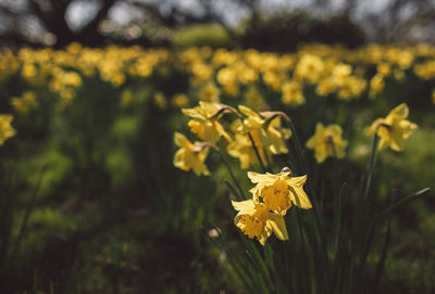 Close-up of yellow flowering plant on field