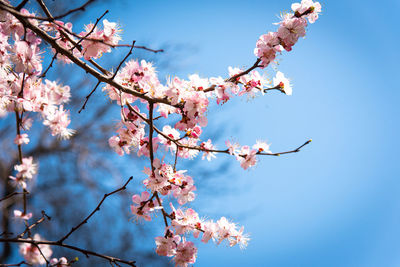 Low angle view of cherry blossoms in spring