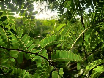 Close-up of fern leaves on tree in forest