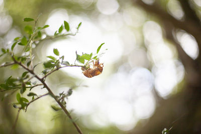 Close-up of insect on plant