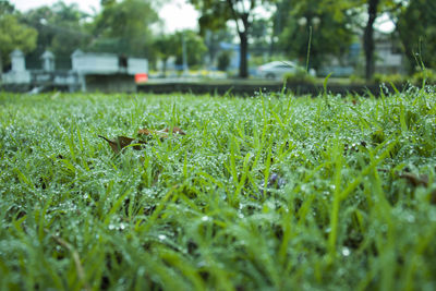 Close-up of grass growing in field