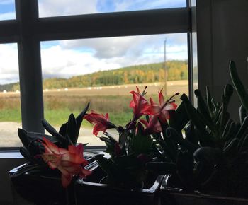 Close-up of red flowers on window sill