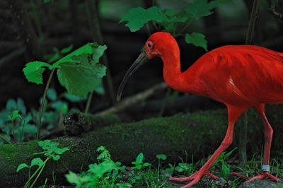 Bird on grass