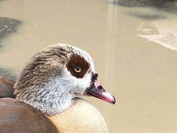 Close-up of duck swimming in lake