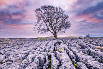 Lone tree on the limedtome pavement at malham, uk