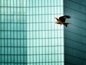 Close-up of bird flying against wall