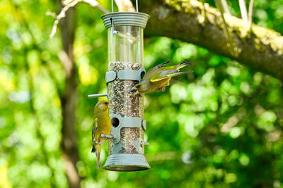 Close-up of a bird feeder