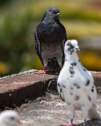 Close-up of pigeon perching