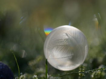 Close-up of mushroom