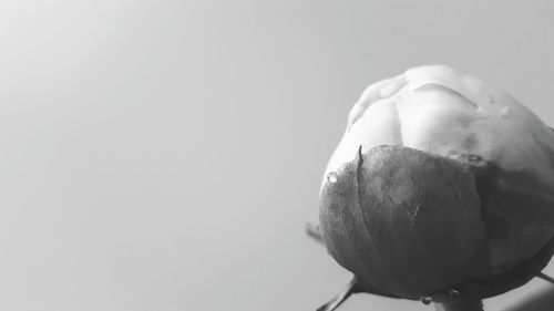 Close-up of fruit against white background