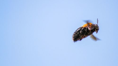 Close-up of honeybee flying against clear blue sky