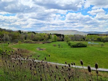 View of sheep grazing on field against sky