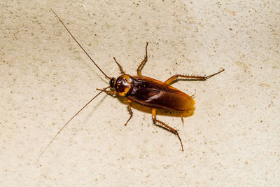 Close-up of cockroach on cement wall