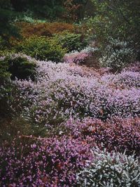 Pink flowers on tree