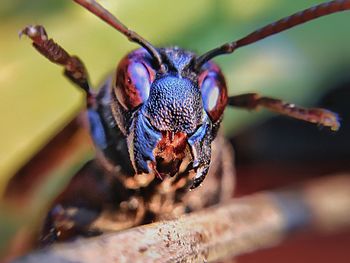 Close-up of insect